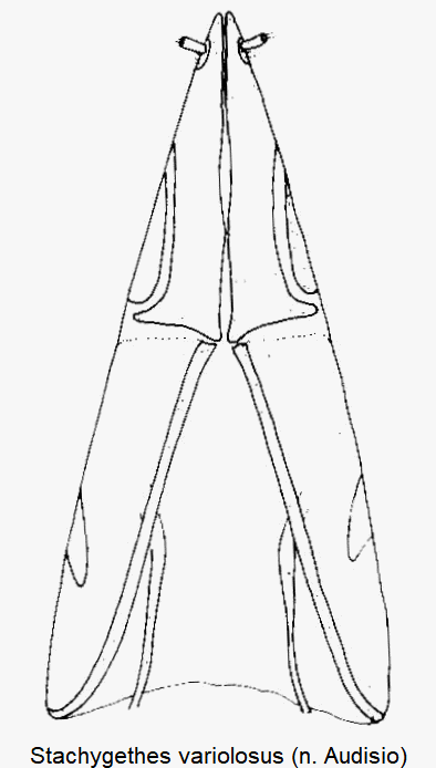 stachygethes_variolosus_ovi.gif