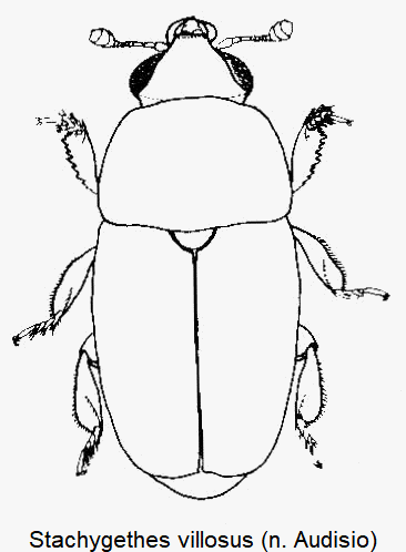 stachygethes_villosus_hab.gif