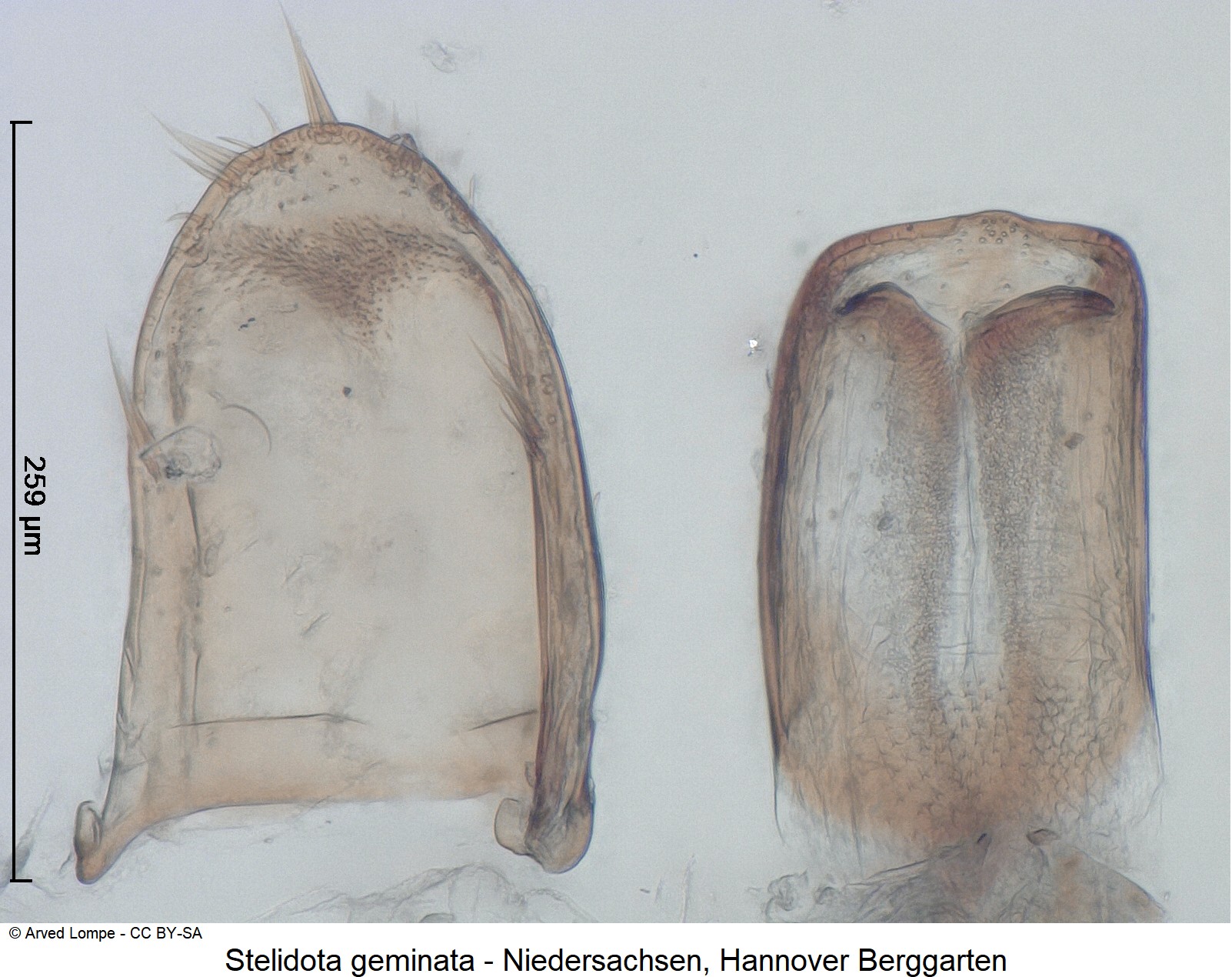 stelidota_geminata_ck36236381.jpg