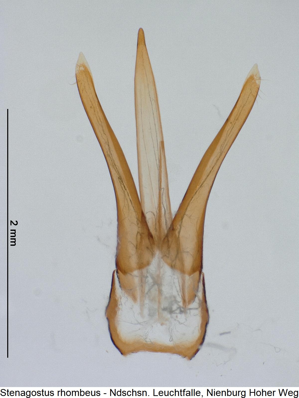 stenagostus_rhombeus.jpg