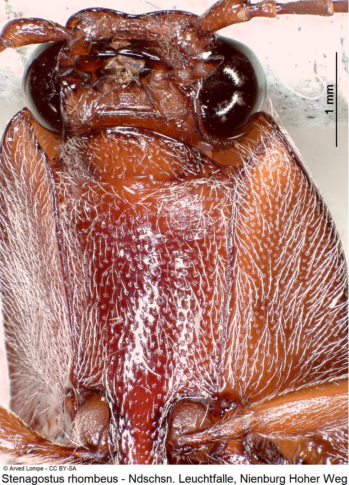 stenagostus_rhombeus_ck36247895_vbr-1.jpg