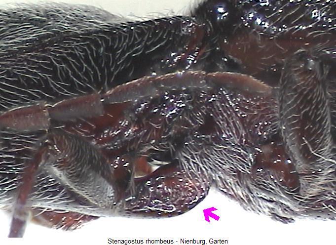 stenagostus_rhombeus_sa.jpg