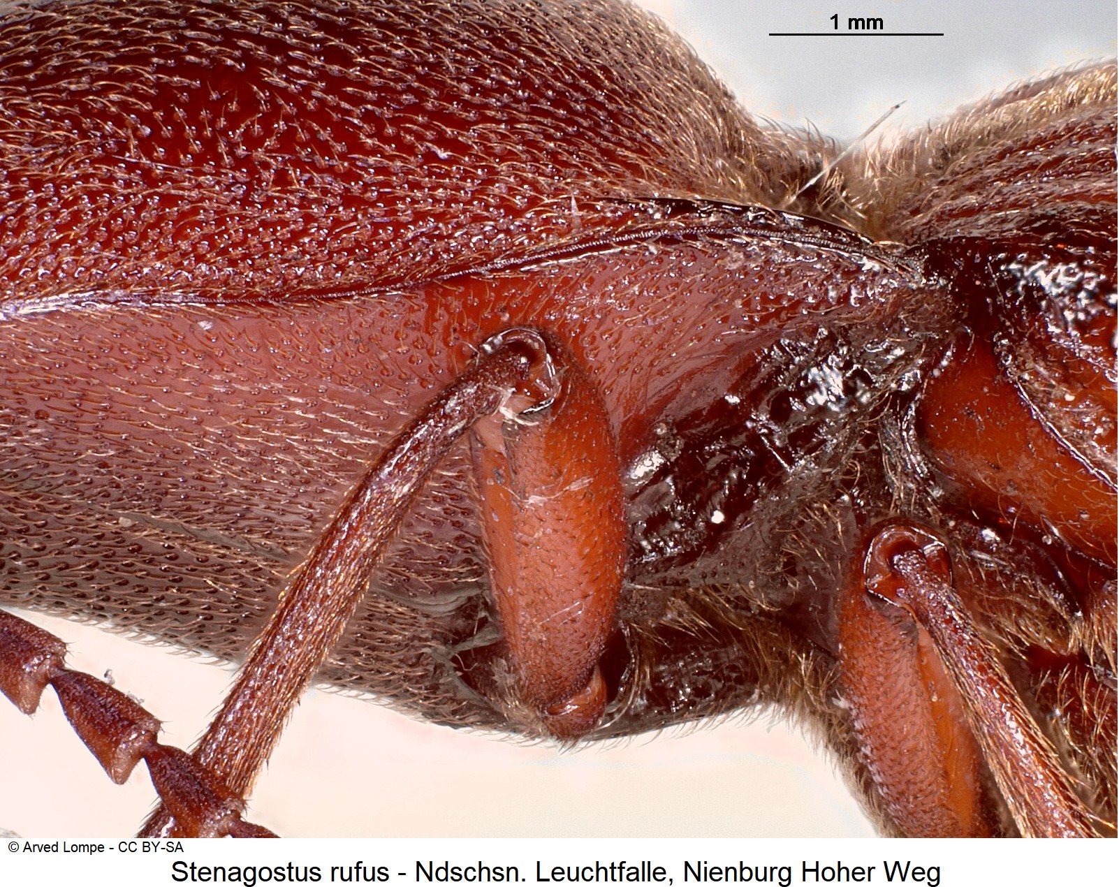 stenagostus_rufus_ck36247613_vbr.jpg