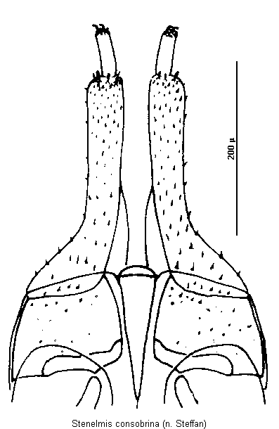 stenelmis_consobrina_ovi.gif