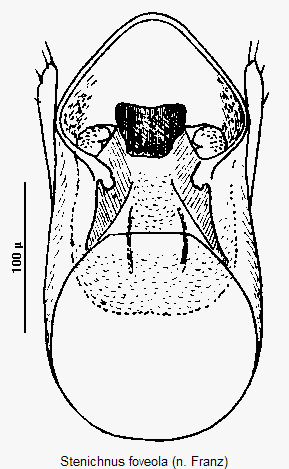 stenichnus_foveola.gif