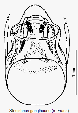 stenichnus_ganglbaueri.gif