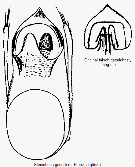 stenichnus_godarti.gif