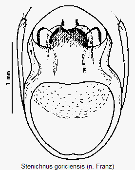 stenichnus_goriciensis.gif