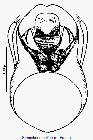 stenichnus_helferi.gif