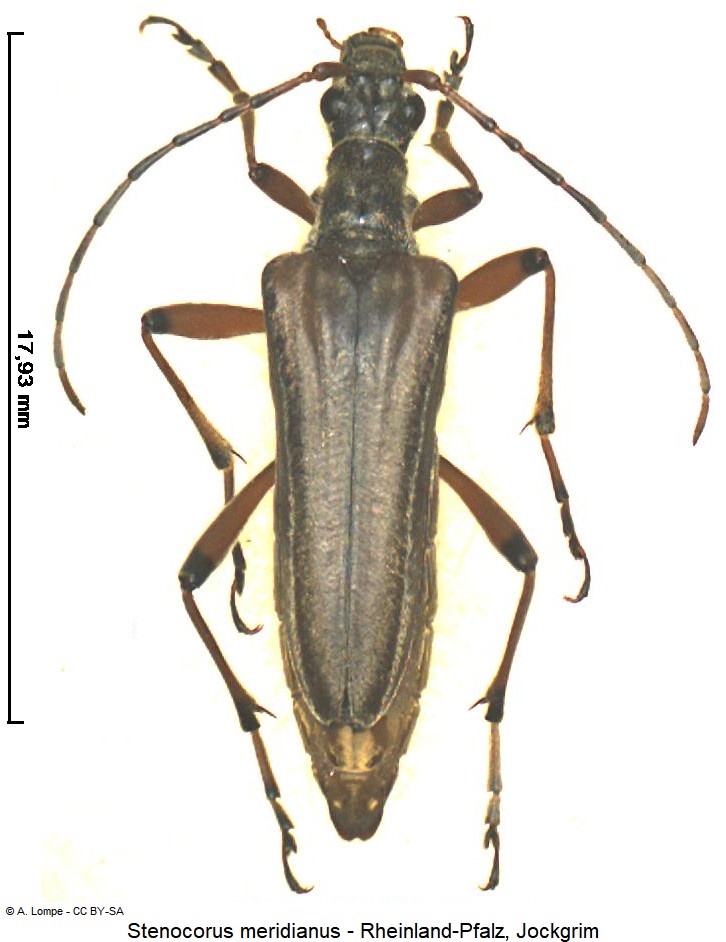 stenocorus_meridianus_hab.jpg