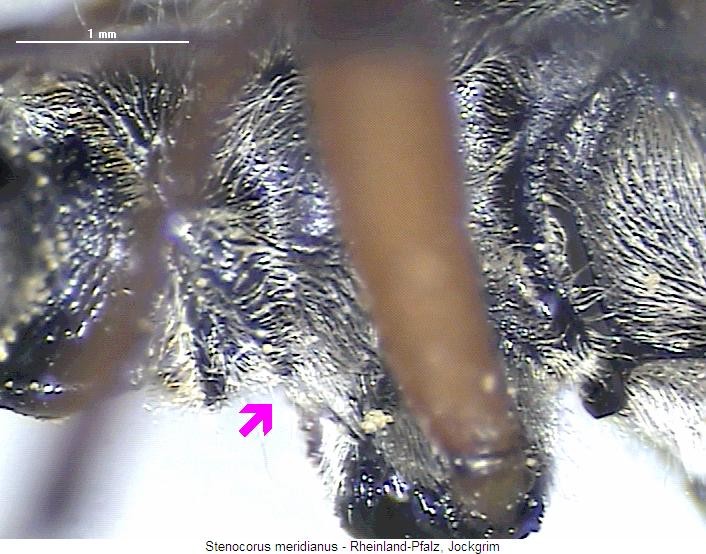 stenocorus_meridianus_vcox.jpg
