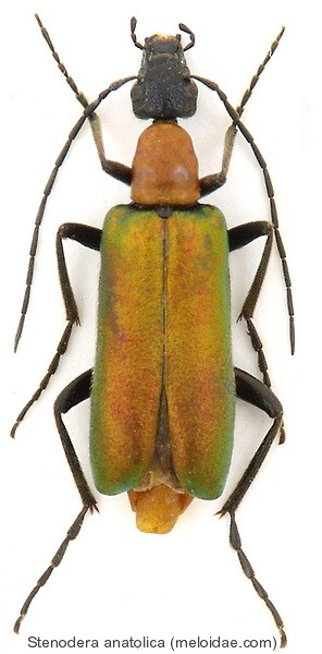 stenodera_anatolica.jpg