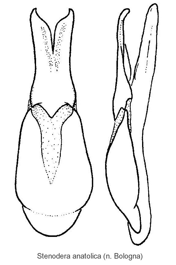 stenodera_anatolica_aed.jpg