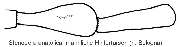 stenodera_anatolica_mht.jpg