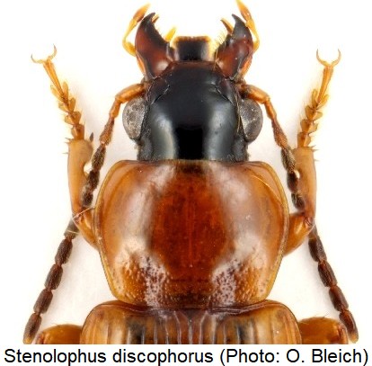 stenolophus_discophorus_vk.jpg