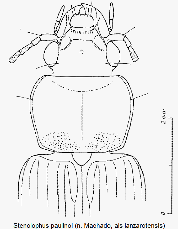 stenolophus_paulinoi_vk.gif