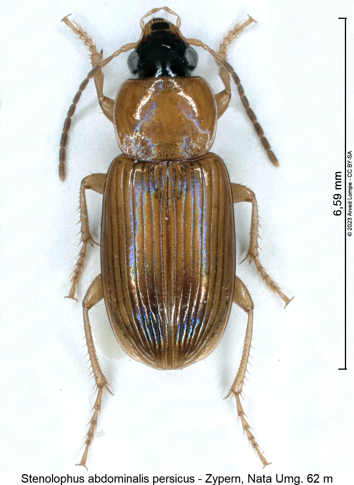 stenolophus_persicus_hab.jpg