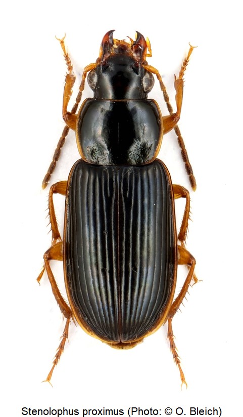 stenolophus_proximus_hab.jpg