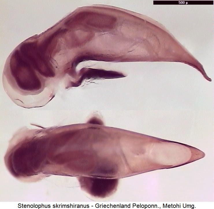 stenolophus_skrimshiranus1.jpg