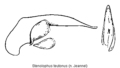 stenolophus_teutonus.gif