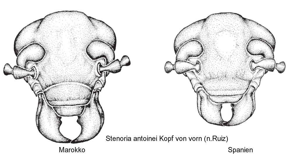 stenoria_antoinei_kopf.jpg