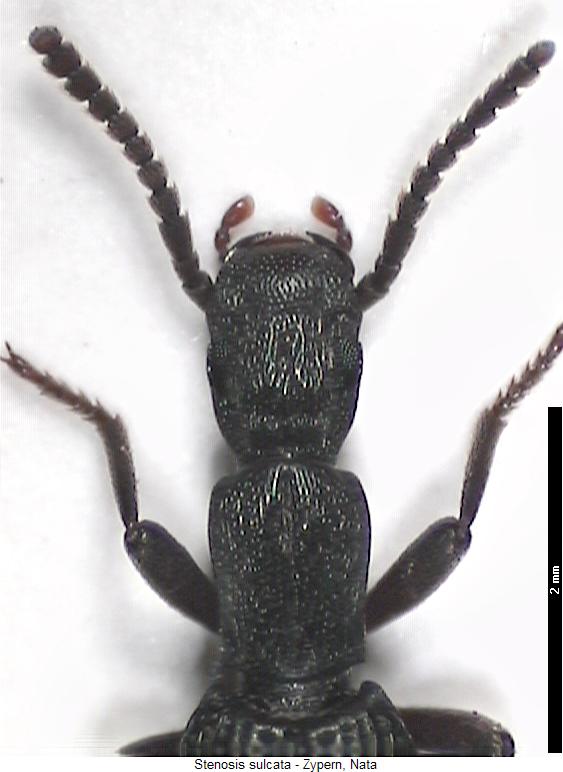 stenosis_sulcata_vk.jpg