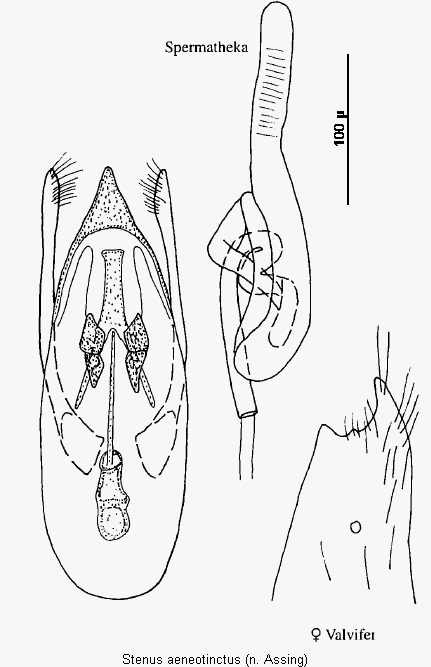 stenus_aeneotinctus.gif