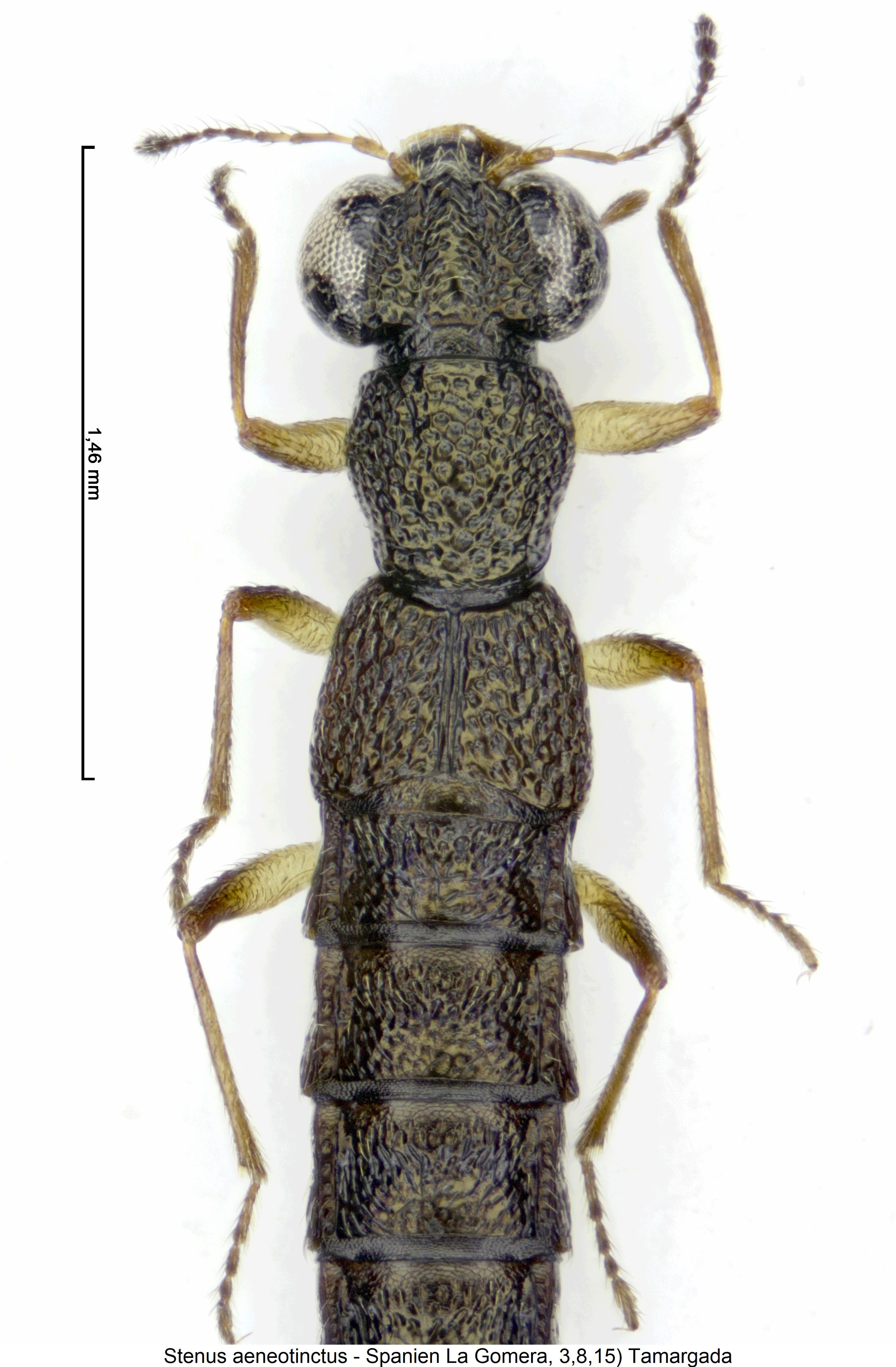 stenus_aeneotinctus_vk.jpg