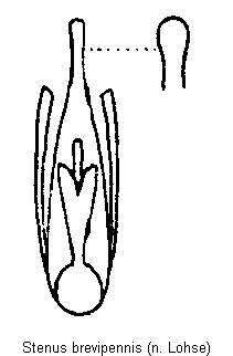 stenus_brevipennis.gif