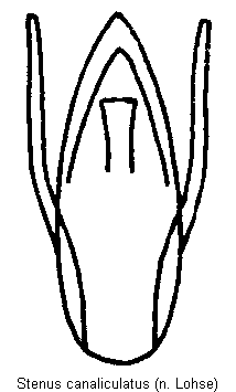 stenus_canaliculatus.gif