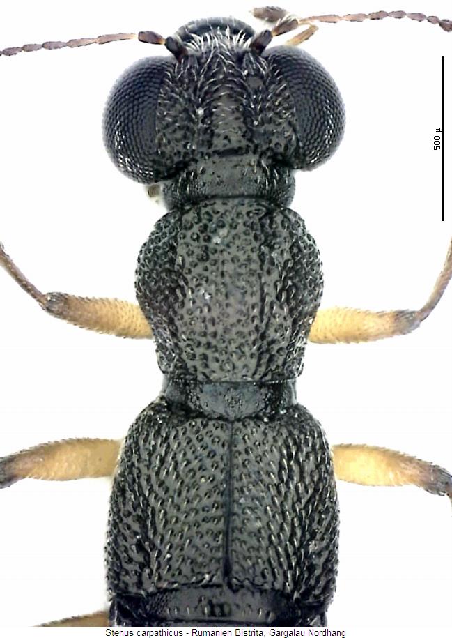 stenus_carpathicus_vk.jpg