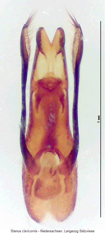 stenus_clavicornis.jpg