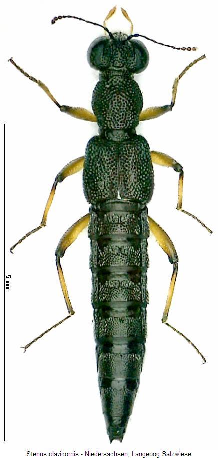 stenus_clavicornis_hab.jpg