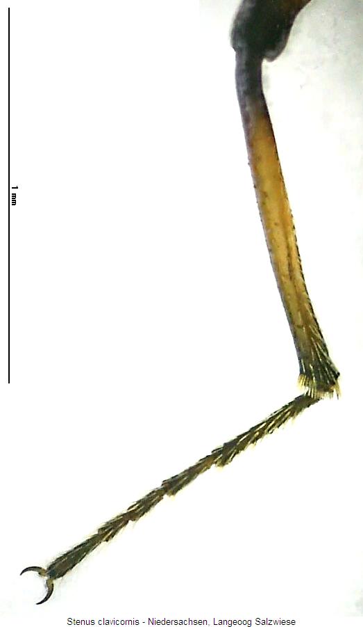 stenus_clavicornis_hb.jpg