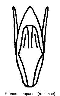 stenus_europaeus.gif