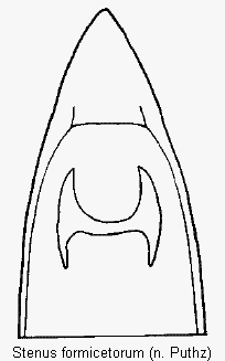 stenus_formicetorum.gif