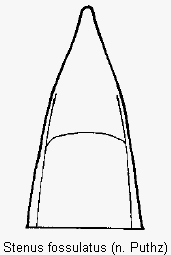 stenus_fossulatus.gif