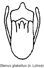 stenus_glabellus.gif