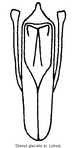 stenus_glacialis.gif