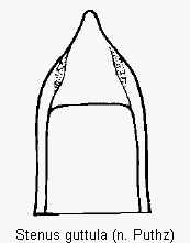 stenus_guttula.gif