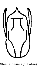 stenus_incanus.gif