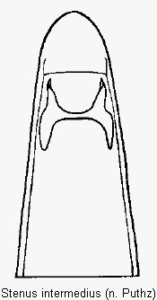 stenus_intermedius.gif