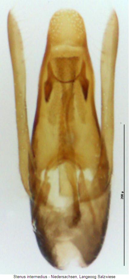 stenus_intermedius.jpg