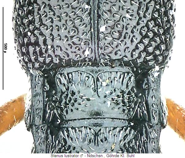 stenus_lustrator_hlb.jpg
