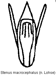 stenus_macrocephalus.gif