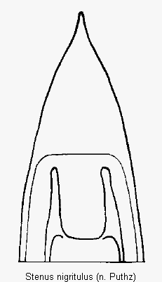 stenus_nigritulus.gif