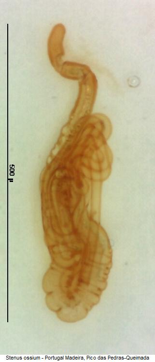stenus_ossium_sperm.jpg