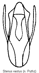 stenus_vastus.gif