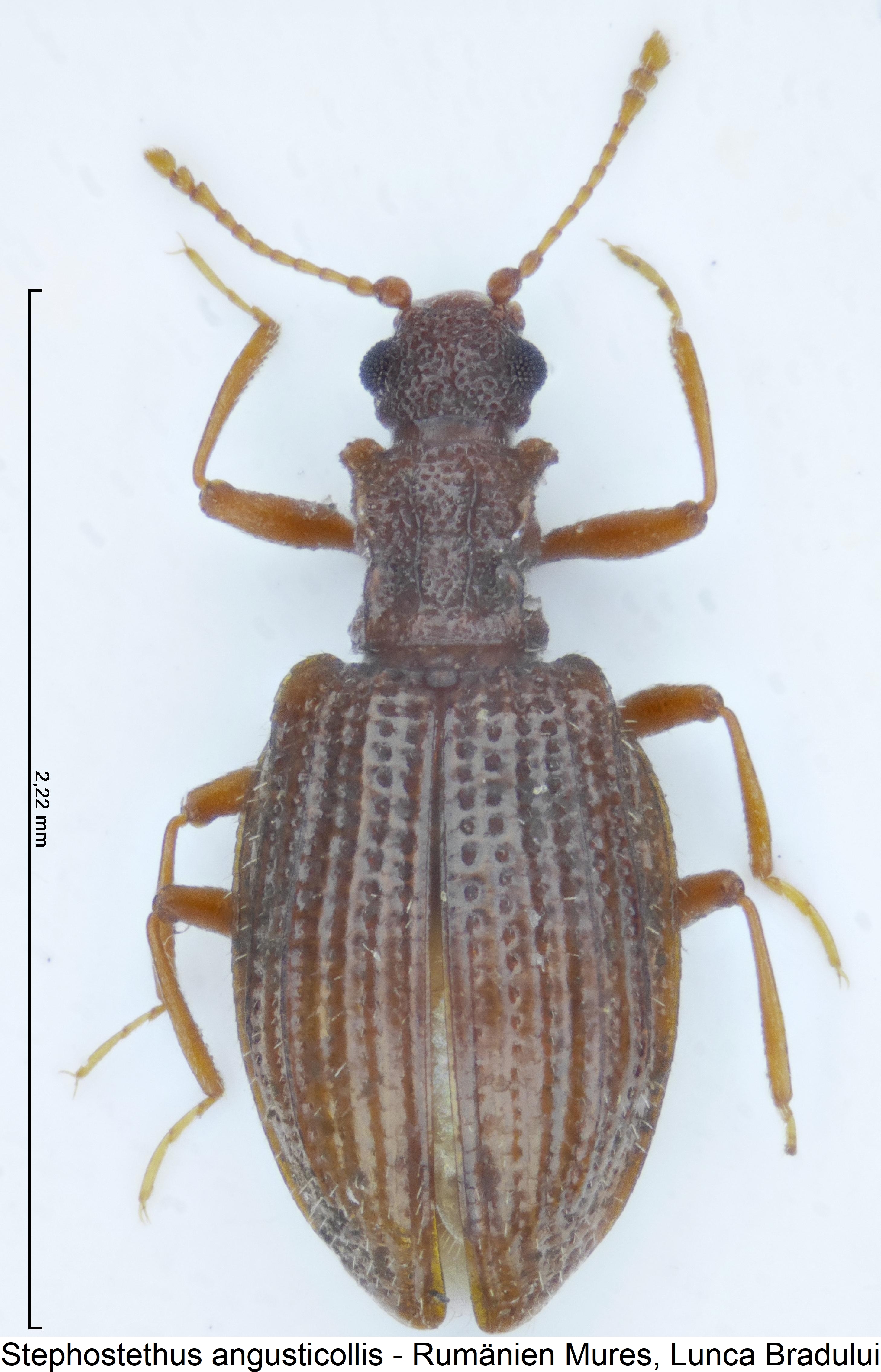 stephostethus_angusticollis_hab1.jpg