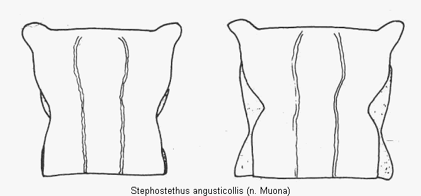 stephostethus_angusticollis_hsch.gif